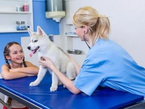 深圳市寶安民治寵物120急救中心 低價專業(yè)服務，守護寵物健康