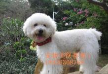 陽江寵物服務全攻略 呵護您的愛寵無憂生活