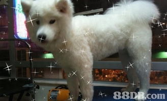 全面關愛您的愛寵 jet pet 愛犬事務所專業服務指南