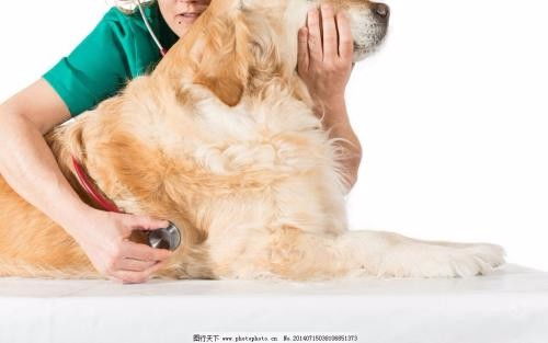 深圳市南山蛇口24小時寵物醫(yī)院上門服務詳解