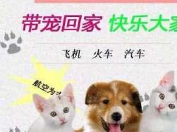 本地專業(yè)寵物托運服務 全天候覆蓋汽車、火車、空運直達全國